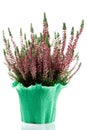 Heather plant in a pot