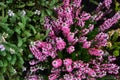 Heather plants