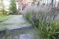 Heather Plants Flowers Along Paver Walkway Royalty Free Stock Photo