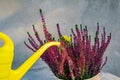 heather in a pot and a yellow watering can Royalty Free Stock Photo