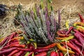 Heather and red long pepper Royalty Free Stock Photo