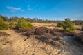 Heather and Sand in the Veluwe Area Royalty Free Stock Photo