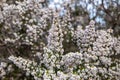 heather tree flowering plant of the maquis sasso di san andrea Royalty Free Stock Photo