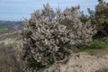 heather tree flowering plant of the maquis sasso di san andrea Royalty Free Stock Photo