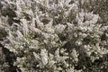 heather tree flowering plant of the maquis sasso di san andrea Royalty Free Stock Photo