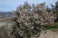 heather tree flowering plant of the maquis sasso di san andrea Royalty Free Stock Photo