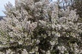 heather tree flowering plant of the maquis sasso di san andrea Royalty Free Stock Photo