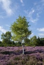 Heather Tree Royalty Free Stock Photo