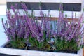 Heather vulgaris bloom of small pink flowers in basket on verande. Blooming heather Calluna vulgaris  in pot, flower shop.  Decora Royalty Free Stock Photo