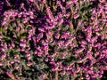 Heather in winter botanik background