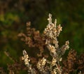 Heather in winter.