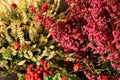Heathers autumn flowers Royalty Free Stock Photo