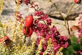 Heathers autumn flowers Royalty Free Stock Photo