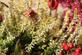 Heathers autumn flowers Royalty Free Stock Photo