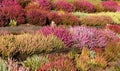 Heathers and heaths Royalty Free Stock Photo