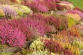 Heathers and heaths Royalty Free Stock Photo