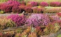 Heathers and heaths Royalty Free Stock Photo
