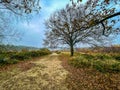 Heathland in autumn colour and cold skies Royalty Free Stock Photo