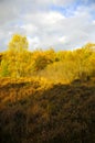 Heathland with Birch trees Royalty Free Stock Photo