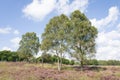 Heathland with birch trees in the Netherlands.