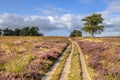 Heathland in bloom Deelerwoud Veluwe Netherlands