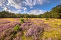 Heathland in bloom Deelerwoud Veluwe Netherlands