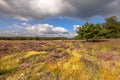 Heathland in bloom Deelerwoud Veluwe Netherlands