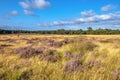 Heathland in bloom Deelerwoud Veluwe Netherlands