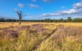 Heathland in bloom Deelerwoud Veluwe Netherlands