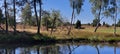 Heathland with lake and birch trees