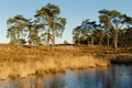 Heathland with lake