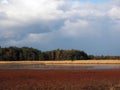 Heathland near Heeze, the Netherlands