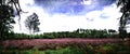 Heathland panorama