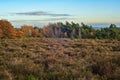 Heathland with pines and birches with yellow coloured leaves.