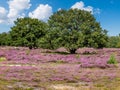 Heathland with purple blooming heather in nature reserve Zuiderheide, Netherlands