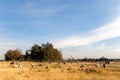 Heathland with sheep