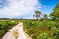 Heathland Track at Arne in Dorset