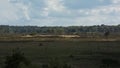 Heathland with trees and sand dune in Kalmthouth heath nature reserve