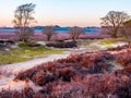 Heathland Zuiderheide at sunset, Goois Nature Reserve, Netherlands