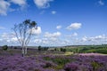 Cannock Chase Area of Outstanding Natural Beauty in Staffordshire Royalty Free Stock Photo