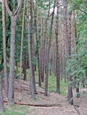 Heathlands with trees as part of a wood