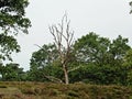 Heathlands with trees and withered branches