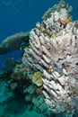 A heatlhy coral reef