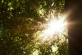 Heaven peaking through the trees. Low angle shot of the sun shining through leafy treetops. Royalty Free Stock Photo