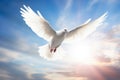 Heaven\'s Emissary: Symbolic Dove Alights.
