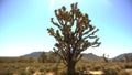 Heaven's Joshua tree Royalty Free Stock Photo