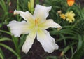 Heavenly Angel Ice. Luxury flower daylily in the garden close-up. The daylily is a flowering plant. Edible flower