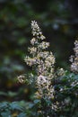 Heavenly bamboo flowers