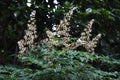 Heavenly bamboo flowers