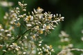 Heavenly bamboo flowers